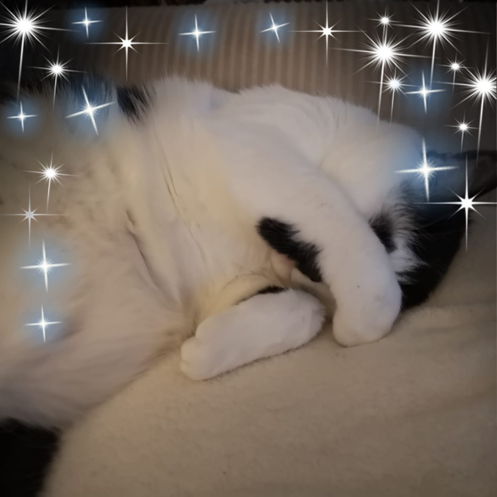 Meet your Posher, Kim
